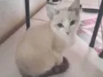 Gatinhos irmãos sem dono