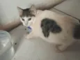 Gatinhos irmãos sem dono