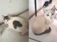 Gatinhos irmãos sem dono