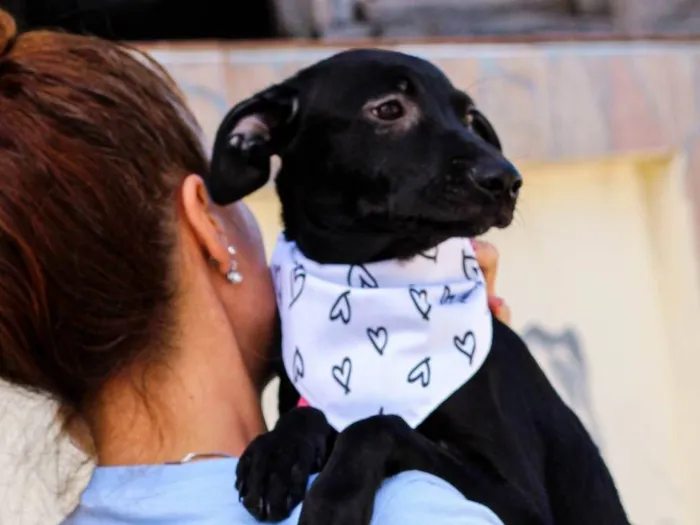 Cachorro ra a SRD-ViraLata idade 2 a 6 meses nome MORENA