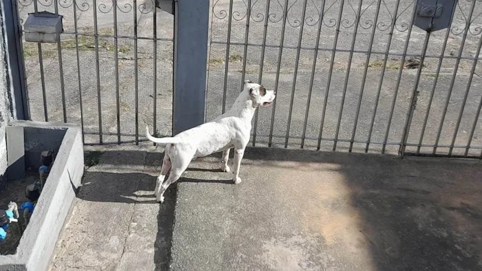 Cachorro ra a Pit-Bull idade 2 anos nome Shark