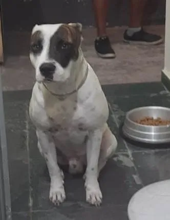 Cachorro ra a Pit-Bull idade 2 anos nome Shark