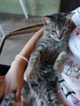 Gatuzo