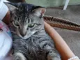 Gatuzo