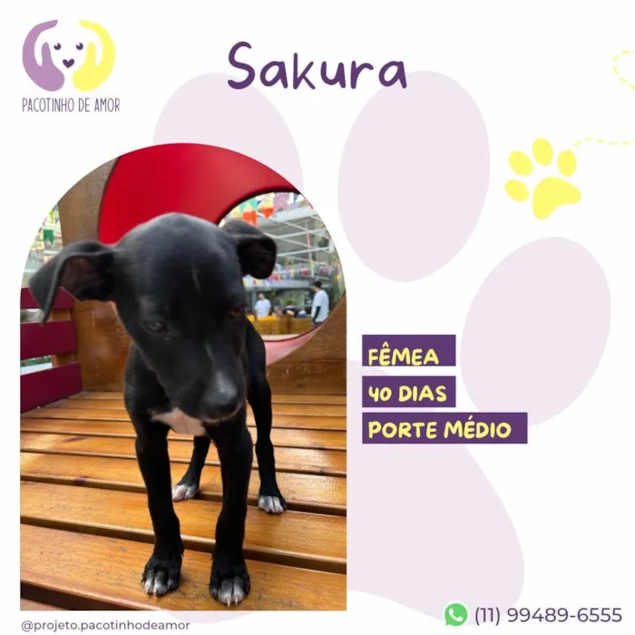 Cachorro ra a SRD-ViraLata idade Abaixo de 2 meses nome Sakura