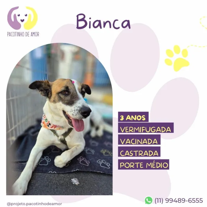 Cachorro ra a SRD-ViraLata idade 3 anos nome Bianca 