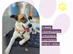 Cachorro raça SRD-ViraLata idade 3 anos nome Bianca 