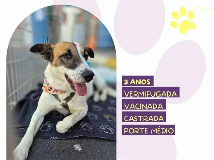 Cachorro ra a SRD-ViraLata idade 3 anos nome Bianca 