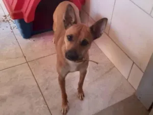 Cachorro raça SRD-ViraLata idade 2 anos nome Xico
