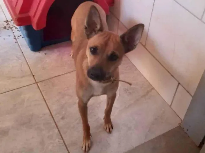 Cachorro ra a SRD-ViraLata idade 2 anos nome Xico