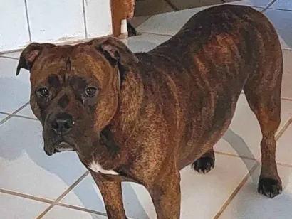 Cachorro raça Pit-Bull idade 3 anos nome Nana