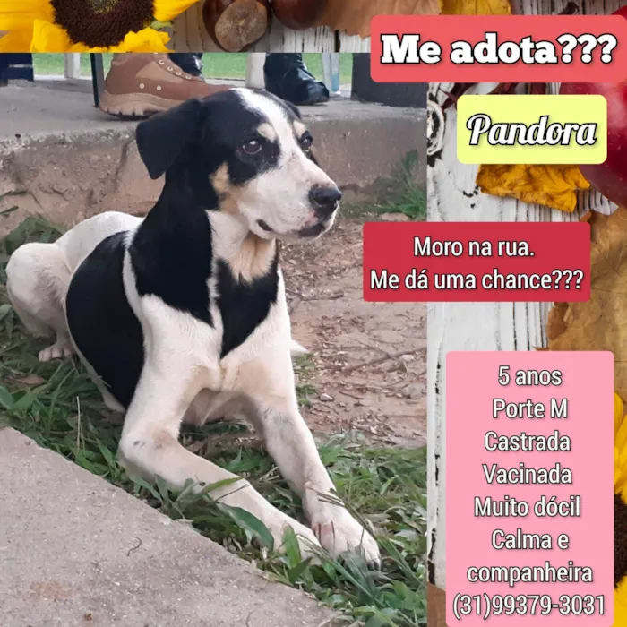 Cachorro ra a SRD-ViraLata idade 5 anos nome Pandora 