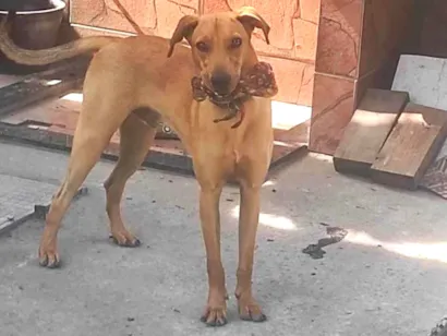 Cachorro raça SRD-ViraLata idade 7 a 11 meses nome Loki