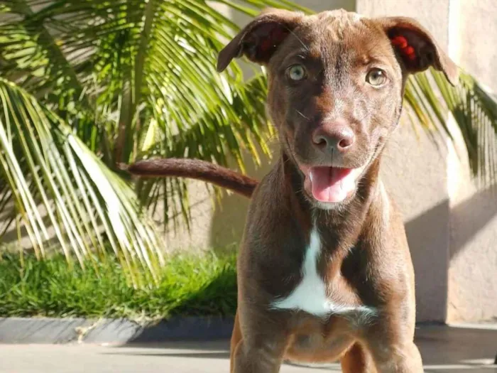 Cachorro ra a Labrador idade 2 a 6 meses nome Lilo