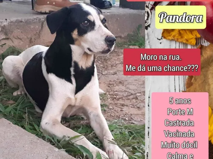 Cachorro ra a SRD-ViraLata idade 5 anos nome Pandora 