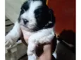 Peludinha