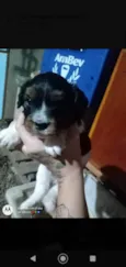 Peludinho