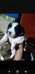 Peludinho