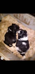 Peludinho