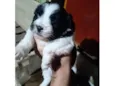 Peludinho