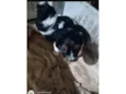 Peludinho