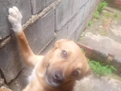 Cachorro raça SRD-ViraLata idade 1 ano nome Melody