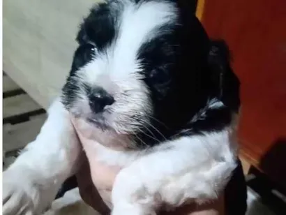 Cachorro raça SRD-ViraLata idade Abaixo de 2 meses nome Peludinha