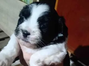 Cachorro raça SRD-ViraLata idade Abaixo de 2 meses nome Peludinho 