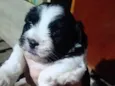 Peludinho