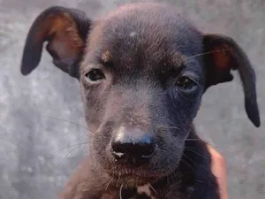 Cachorro raça SRD-ViraLata idade 2 a 6 meses nome S/Nome 