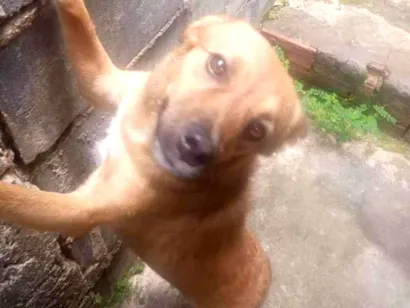 Cachorro raça SRD-ViraLata idade 1 ano nome Melody