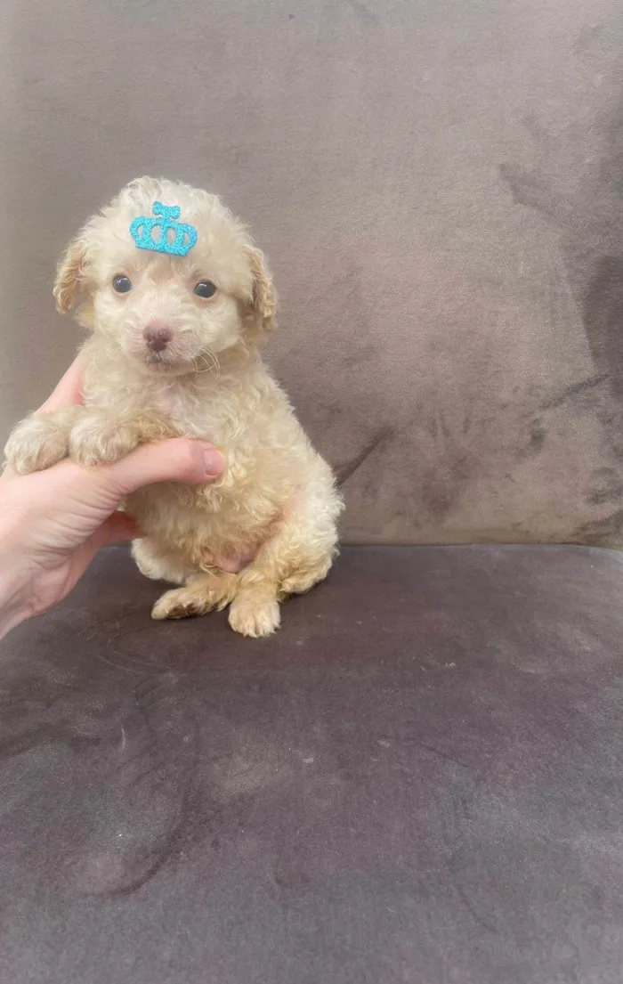 Cachorro ra a Poodle idade 2 a 6 meses nome Leticia de Paulo Vasconcellos