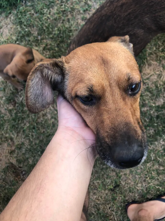 Cachorro ra a SRD-ViraLata idade 1 ano nome Apollo