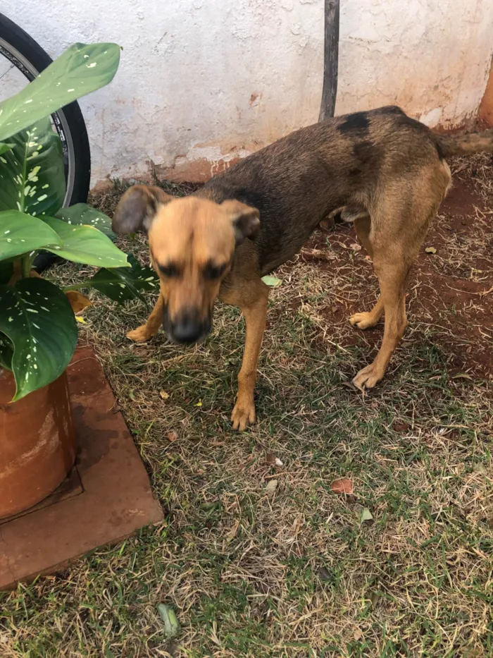 Cachorro ra a SRD-ViraLata idade 1 ano nome Apollo