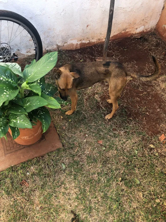 Cachorro ra a SRD-ViraLata idade 1 ano nome Apollo