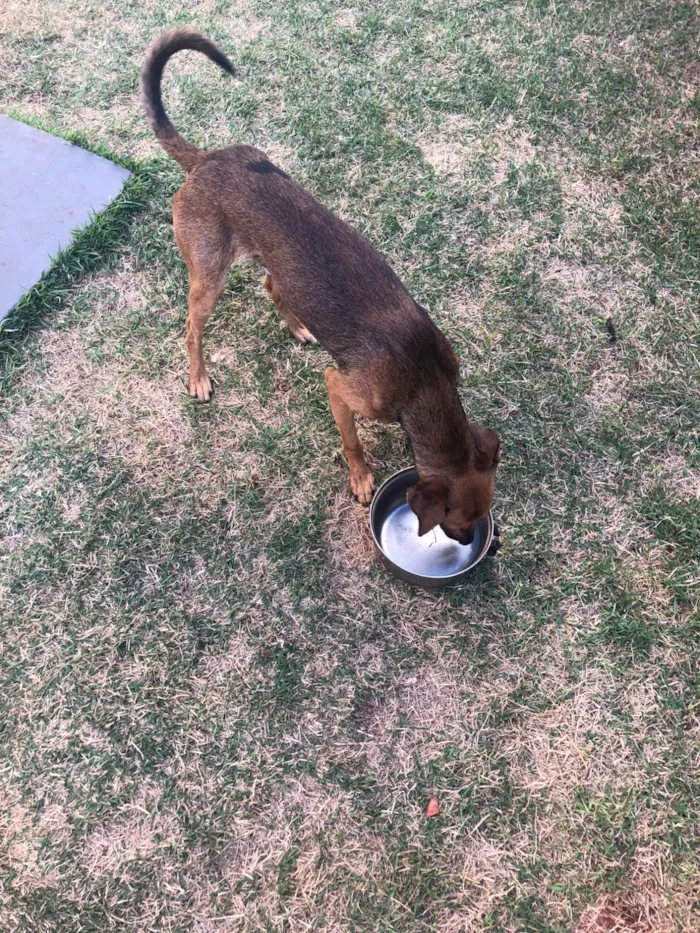 Cachorro ra a SRD-ViraLata idade 1 ano nome Apollo