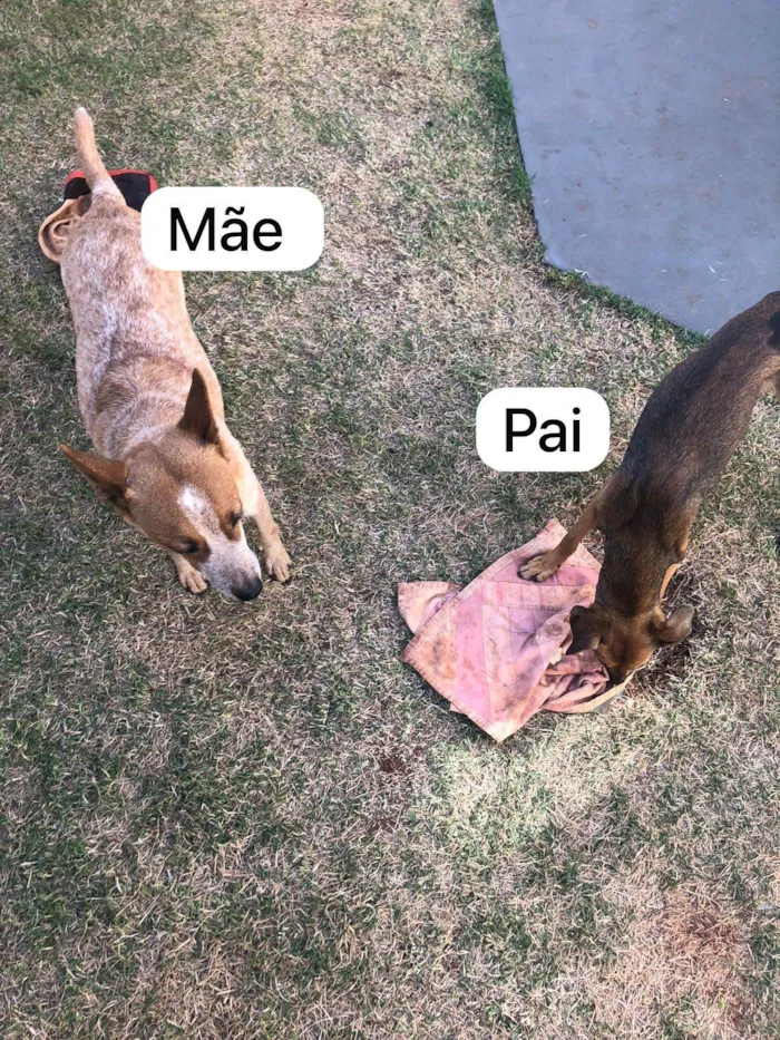 Cachorro ra a SRD-ViraLata idade Abaixo de 2 meses nome Filhotes 