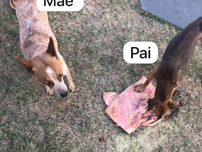 Cachorro ra a SRD-ViraLata idade Abaixo de 2 meses nome Filhotes 