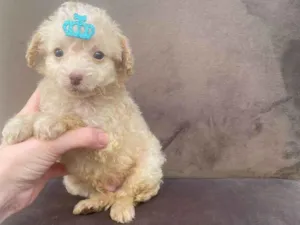 Cachorro raça Poodle idade 2 a 6 meses nome Leticia de Paulo Vasconcellos