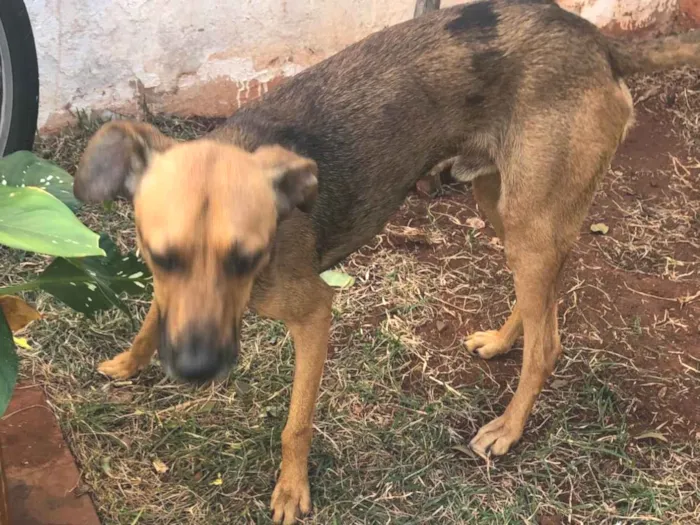 Cachorro ra a SRD-ViraLata idade 1 ano nome Apollo