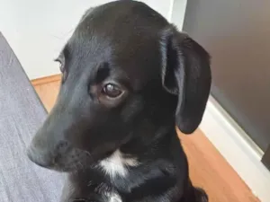 Cachorro raça SRD-ViraLata idade 2 a 6 meses nome Luna