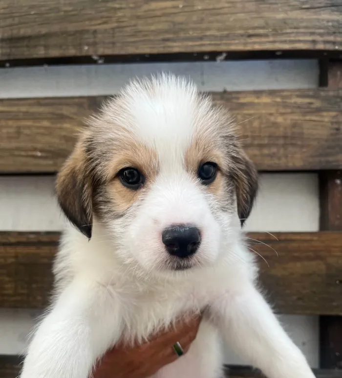 Cachorro ra a SRD-ViraLata idade Abaixo de 2 meses nome Gabriela