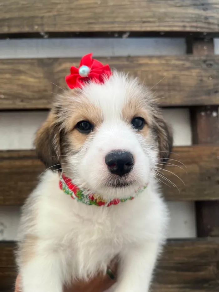 Cachorro ra a SRD-ViraLata idade Abaixo de 2 meses nome Gabriela