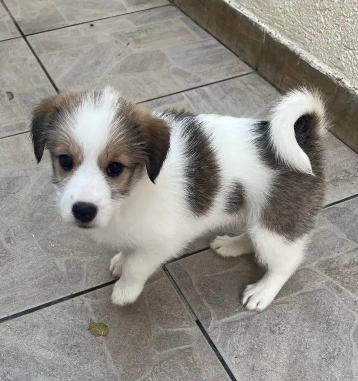 Cachorro ra a SRD-ViraLata idade Abaixo de 2 meses nome Gabriela