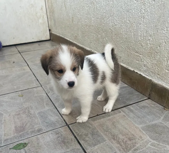 Cachorro ra a SRD-ViraLata idade Abaixo de 2 meses nome Gabriela