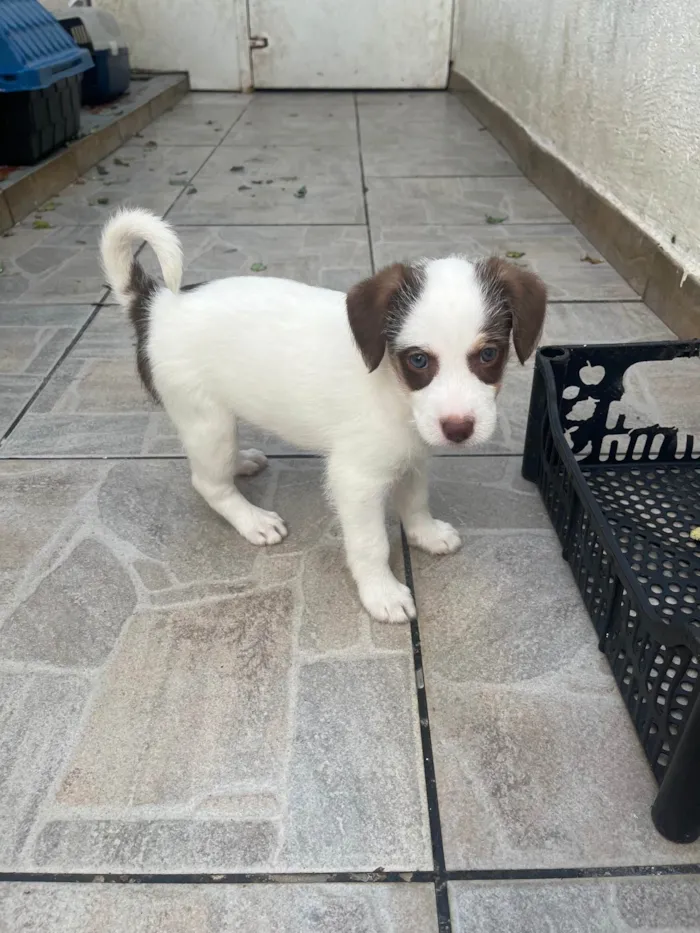 Cachorro ra a SRD-ViraLata idade Abaixo de 2 meses nome Giullia