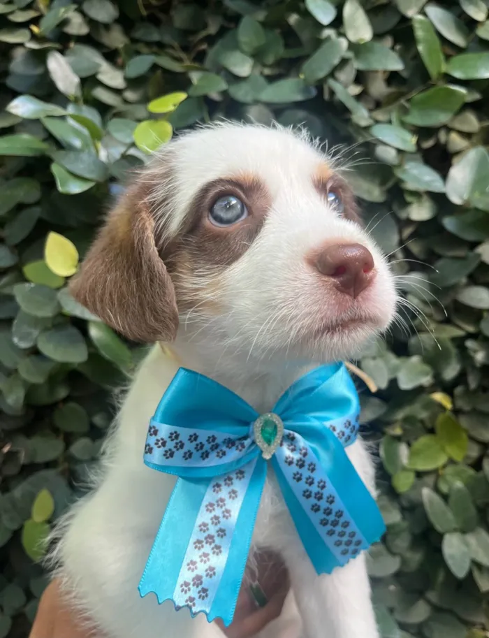 Cachorro ra a SRD-ViraLata idade Abaixo de 2 meses nome Giullia