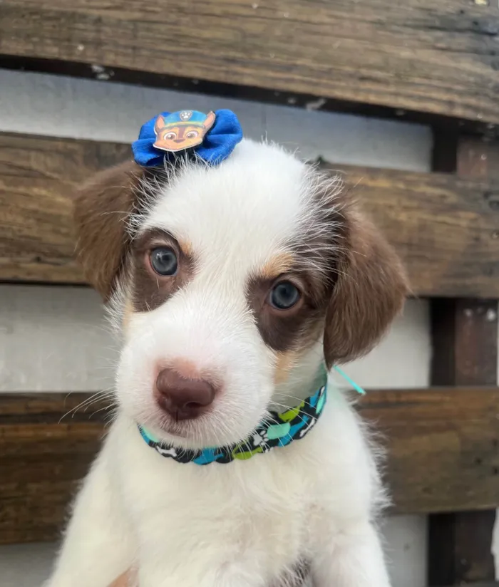 Cachorro ra a SRD-ViraLata idade Abaixo de 2 meses nome Giullia