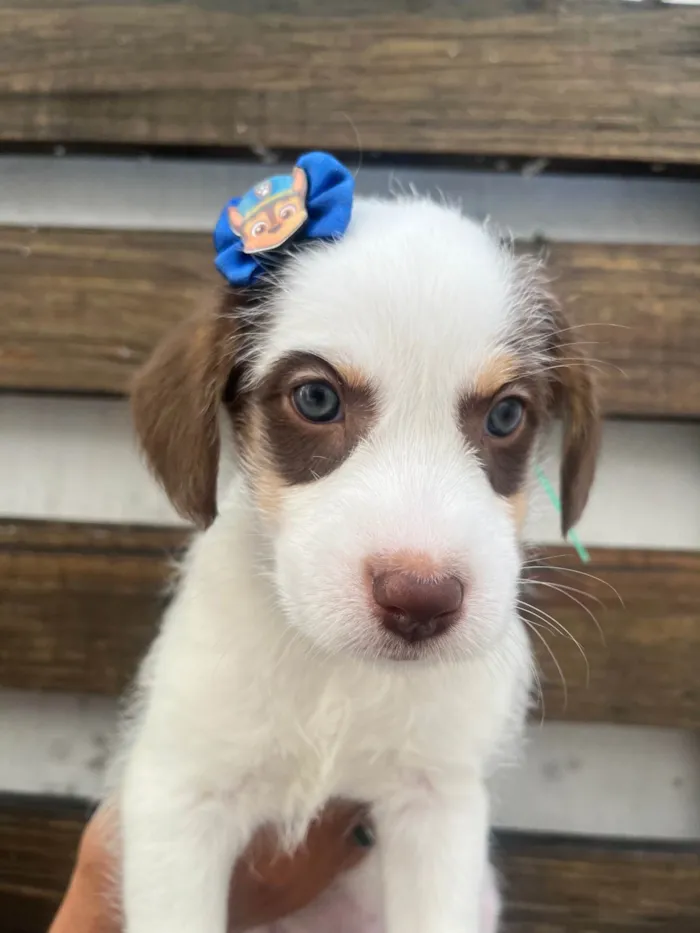 Cachorro ra a SRD-ViraLata idade Abaixo de 2 meses nome Giullia