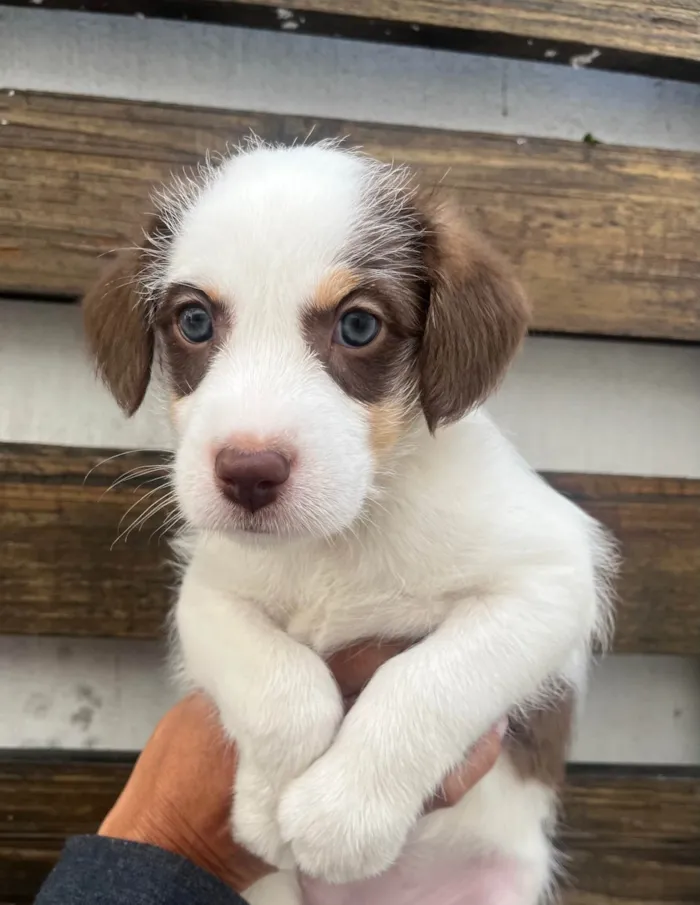 Cachorro ra a SRD-ViraLata idade Abaixo de 2 meses nome Giullia